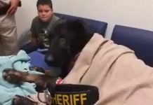 Just Seconds Before K-9 Officer Is Put Down, Vet’s Phone Rings – The Conversation Will Break Your Heart