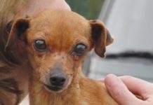 She Was Locked In A Puppy Mill Cage For 12 Years. Now Watch When Her Rescuers Show Up