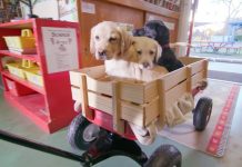 Each View Of This Special Video Leads To One Pound Of Dog Food Donated To Shelters.. Please Watch!