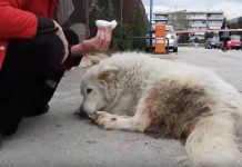 Paralyzed Dog Lived Her Entire Life In The Streets. Moment She Walks Into Her New Home Will Bring You To Tears