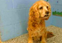 Elderly Dog Breaks Down In Tears At Shelter After Family Abandons Her For Younger Puppy