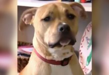 Mom Woken By Adopted Pit Bull Dog: Checks On Son And Realizes The Emergency