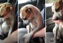 Puppy Who’s Grateful After Being Freed From A Chain, Gives An Emotional ‘Thank You’ That Leaves His Rescuer In Tears