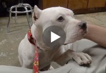 They Rescued A Stray Pit Bull With Her Puppies, Then They Realize Something Is So Wrong.. Omg!
