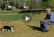 Ellen Challenged Him To Prove Cats Are Smarter Than Dogs. So He Did This… Unbelievable!