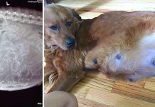 Mom Thinks Dog She Saved From Euthanasia Is Pregnant With 7 Puppies Only To Realize X-rays Miscalculated Her Litter