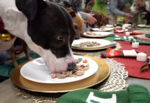 Shelters Team Up To Give Overlooked Homeless Dogs A Holiday Treat They Will Never Forget