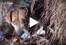 Dog Gives Birth During A Massive Rainstorm.. Now Watch When Rescuers Take Her Puppies.. Omg!