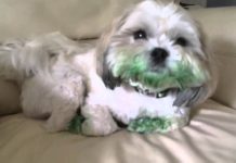 Mom Accuses Puppy When She Finds Green Spots All Over The House – His Response Has The Internet In Fits Of Laughter