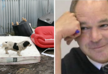Cruel Woman Abuses And Abandons Dog – Then Judge Delivers Unusual Response No One Saw Coming