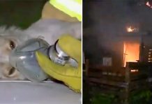 Firefighters Dash Into Flaming Home To Save Dog—When They See What He’s Protecting, They’re Shocked