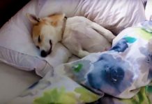 Dog Plays Dead To Avoid Going To The Vet, But Mom Foils Her Plan With This One Smart Move