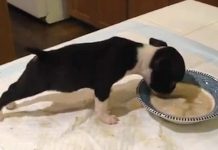 Adorable Little Boston Terrier Puppy Eats His Dinner When The Unexpected Thing Happens
