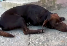 Friendly Street Dog Sits At The Same Spot Every Day Waiting For Someone To Save Him