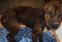 Puppy Beaten So Badly People Refuse To Even Look At Him. Watch Him Finally Eats His First Meal In A Loving Home