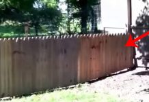 He Proudly Shows Off The Fence He Built For His Dog. Now Keep Your Eyes On The Corner