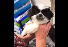Adorable Puppy Starts “Talking” To Groomer. Mom’s Captured Conversation Has Internet In Stitches