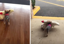 Tiny Dog Picked Out The Biggest Toy In The Store — Needs No Help Getting It To The Car