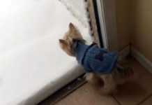 Yorkie Is Ready For Morning Walk – Her Reaction When She Meets Snow Has Everyone Rolling In Laughter