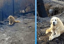 Family Returns Home A Month After Fire And Finds Their Dog Waiting For Them
