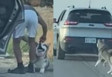 Heartbroken Dog Adopted 24 Hours After Being Abandoned By His Family