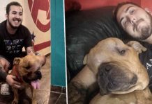Man Adopts Dog With Tumor So He Can Live Out The Rest Of His Life Knowing ‘Unconditional Love’