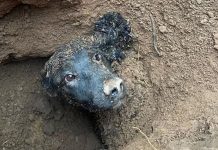 Dog Freed By Leicestershire Firefighters After Being Trapped Underground For More Than 60 Hours
