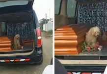 Faithful Dog Insists On Staying By His Owner’s Side As She’s Laid To Rest