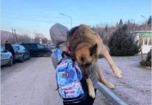 Fleeing Ukrainian Woman Carries Large Elderly Dog 10 Miles Across Border On Her Shoulders