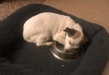 Former Stray Dog Is So Grateful To Have His Own Food Bowl That He Sleeps With It Every Night