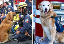 Last Surviving 9/11 Rescue Dog Remembered Forever As A Hero