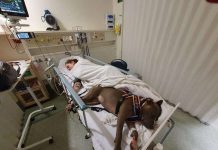 Loyal Dog Refuses To Leave Moms Side After Saving Her Life