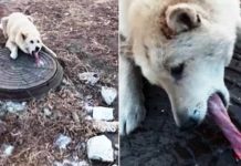 Man Finds Helpless Dog With His Tongue Frozen And Stuck In Sewer