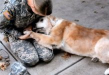 Old Dog Begins To Cry When She Sees Her Best Friend Return From The Army