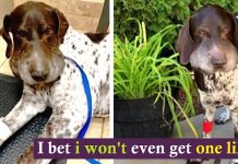 Rattlesnake Latches Onto Dog & Bites Him 5 Times As Dog Tries To Break Free