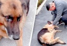 Retired Police Dog Starts Crying After Being Reunited With Handler
