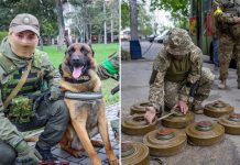 Russian Special Forces Belgian Malinois Dog Switches Sides After It Was Found Abandoned And Close To Death By Ukrainian Soldiers