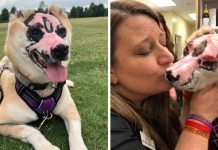 Shiba Inu Who Survived House Fire Becomes Therapy Dog For Burn Victims