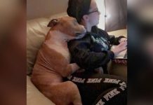 Woman Adopts Sad Pit Bull. The Dog Can’t Stop Hugging Her !