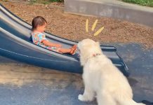 We Love Watching This Golden Retriever Be The Best Nanny For His Little Human Sister