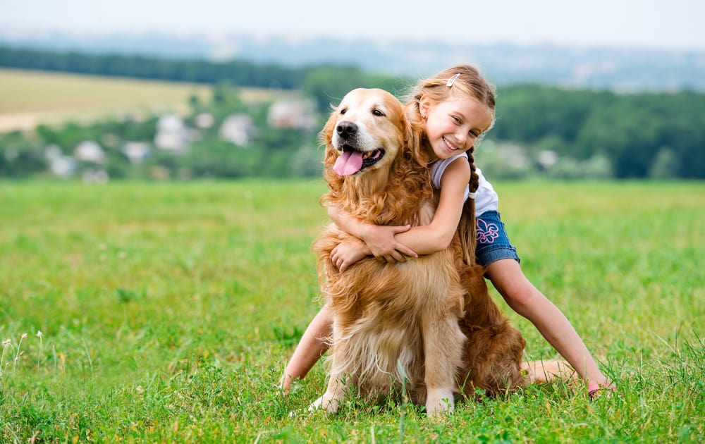 10 Reasons Why Golden Retrievers Are The Perfect Companion Lovely