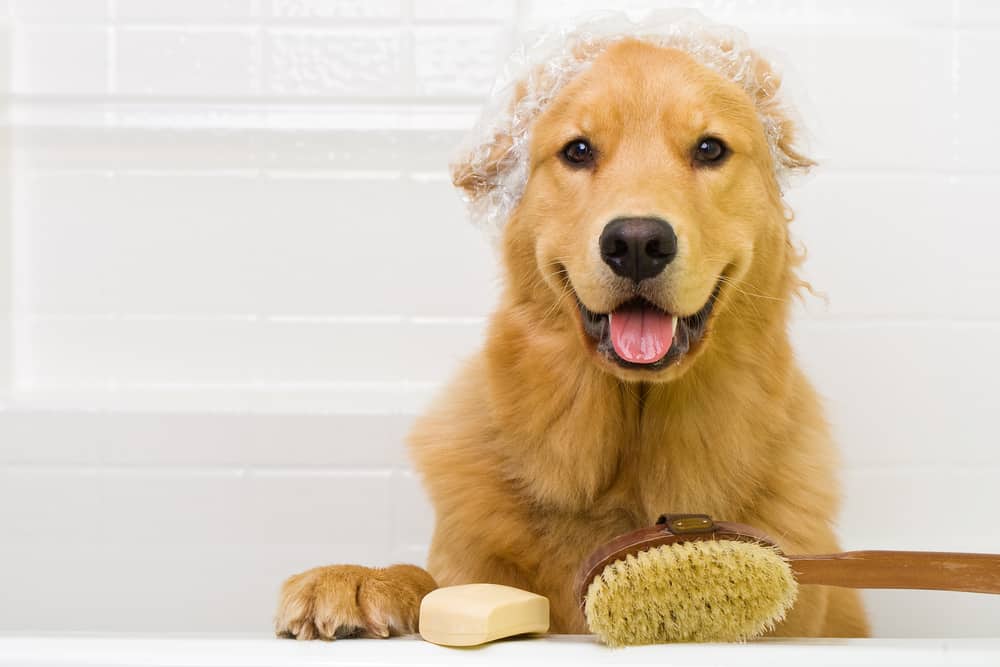 10 Reasons Why Golden Retrievers Are The Perfect Companion Lovely
