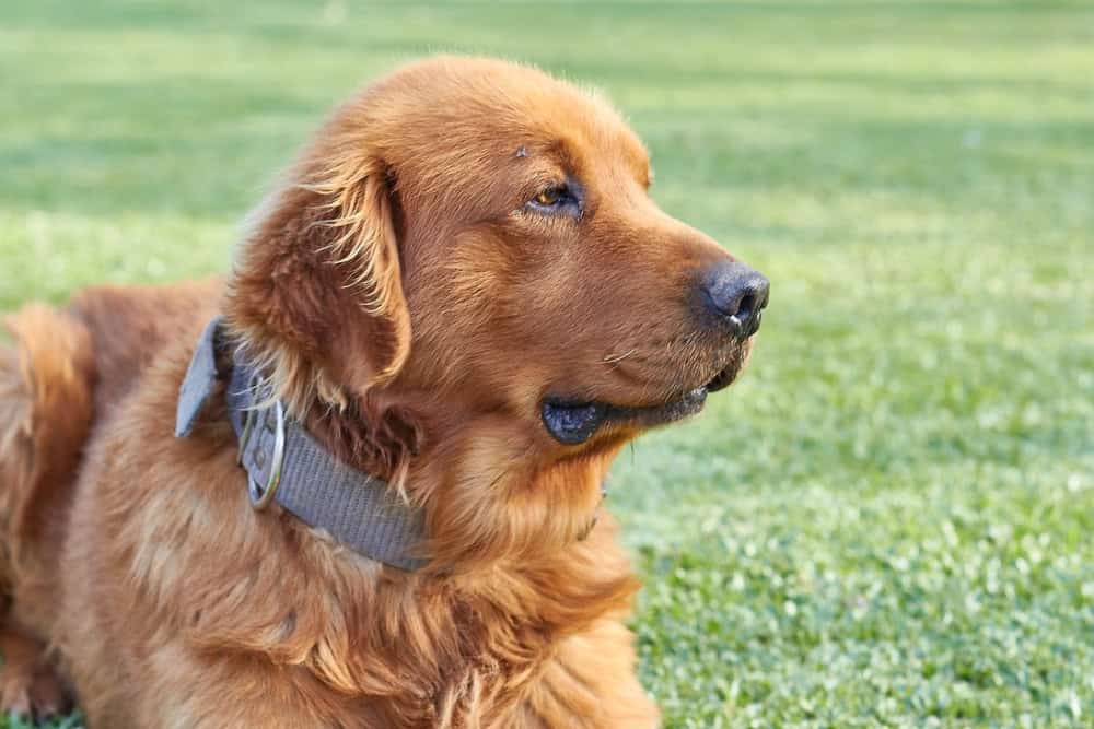 10 Reasons Why Golden Retrievers Are The Perfect Companion Lovely
