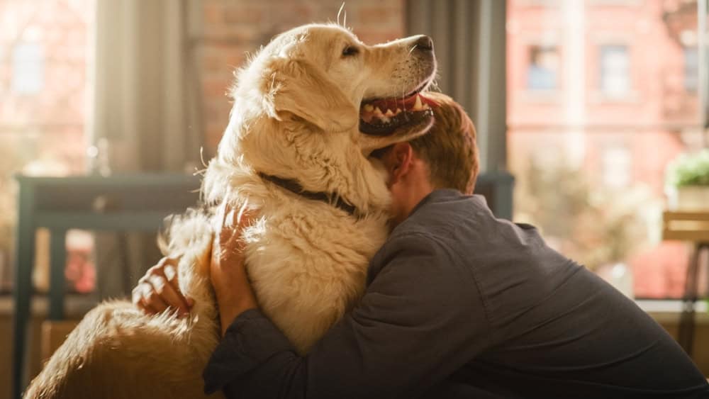 10 Reasons Why Golden Retrievers Are The Perfect Companion Lovely