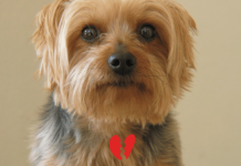 He Thought He Was Taking Good Care of His Yorkie — Then Learned These 8 Things the Hard Way