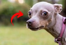 He Thought His Dog Was Just Being Goofy — But The Truth Hit Different!