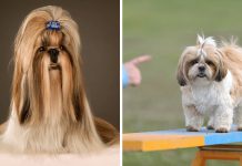 10 Things Only Shih Tzu Dog Owners Understand