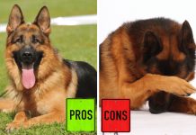 German Shepherd: The Pros & Cons Of Owning One