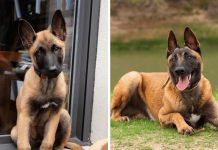 Belgian Malinois Dogs 101: Everything You Need To Know – Is It The Right Dog For You