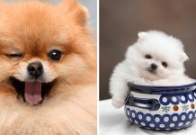 10 Things Only Pomeranian Dog Owners Understand